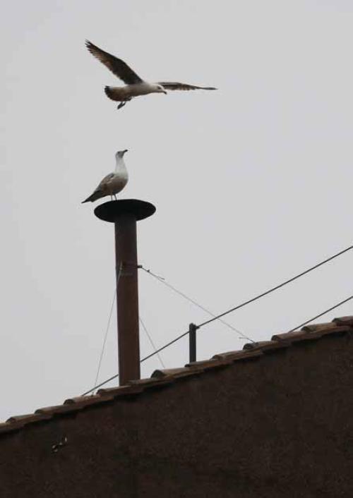 Speranza in una nuova alba: Papa Francesco