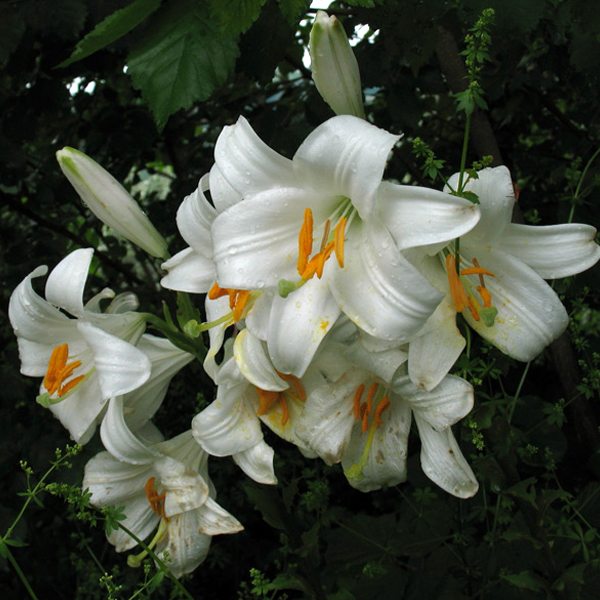 Un abbraccio corale alle famiglie Taddei e Franchi